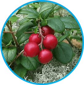 venus-factor™-ingredient2-arctic-lingonberry