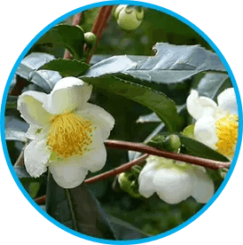 venus-factor™-ingredient4-camellia-sinensis-green-tea-extract